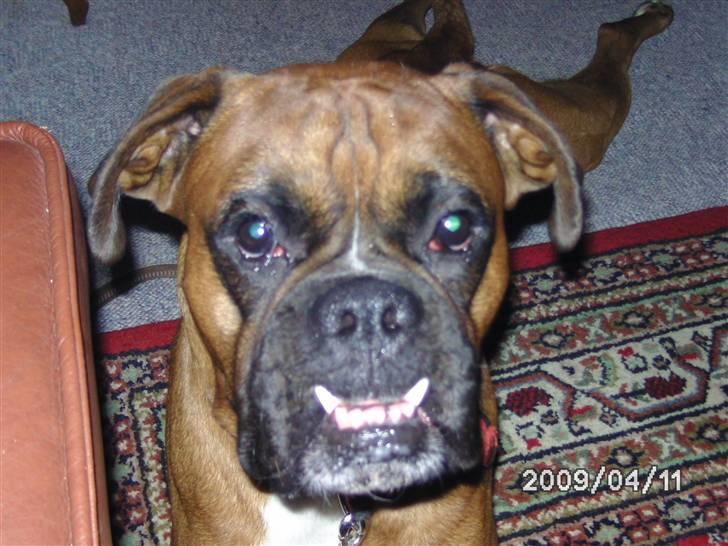 Boxer Nero billede 8