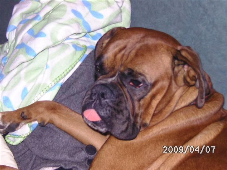 Boxer Nero billede 9