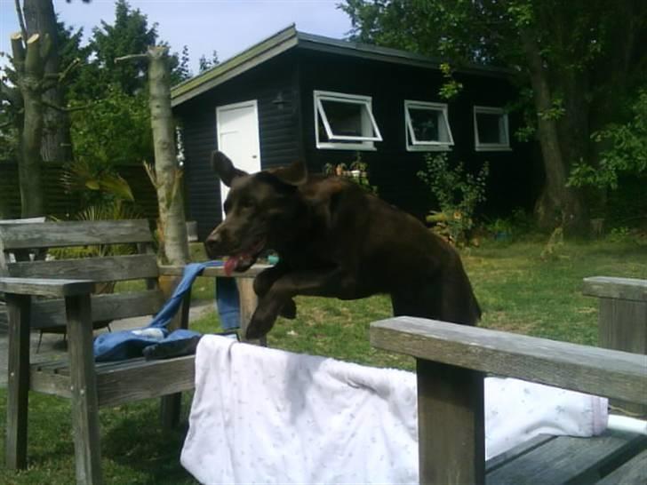 Labrador retriever Nelly - Hopla ! billede 12