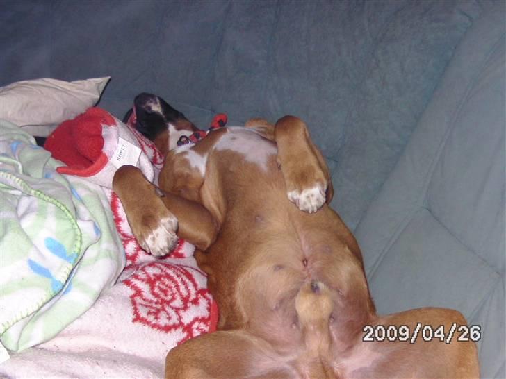 Boxer Nero billede 10