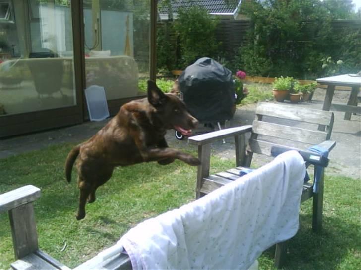 Labrador retriever Nelly - Stort afsæt (: billede 13