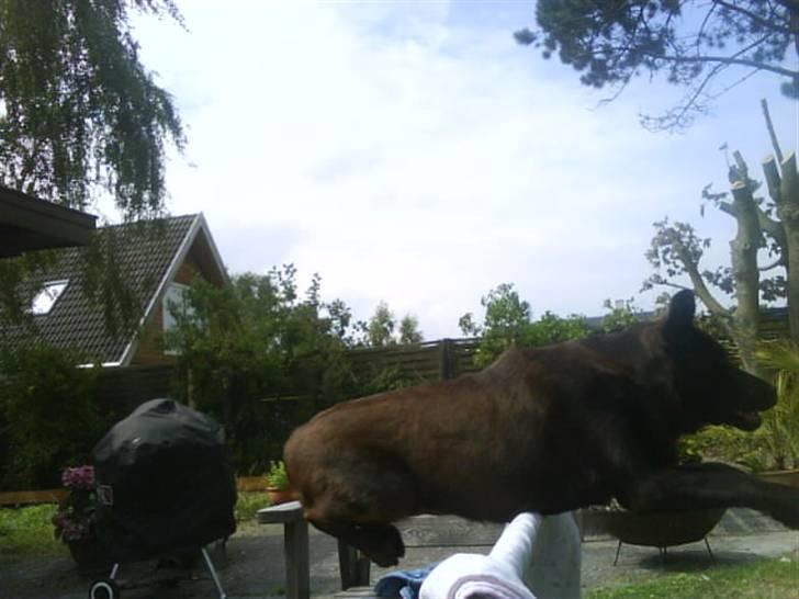 Labrador retriever Nelly - Øv, min mave rammer !  billede 14