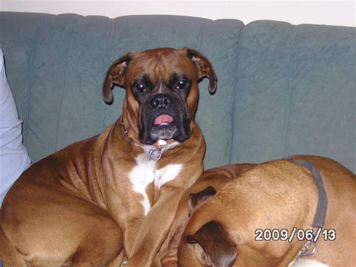 Boxer Nero billede 11