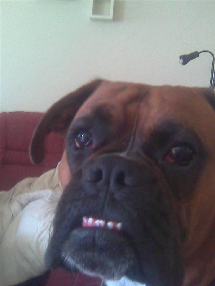 Boxer Nero billede 12