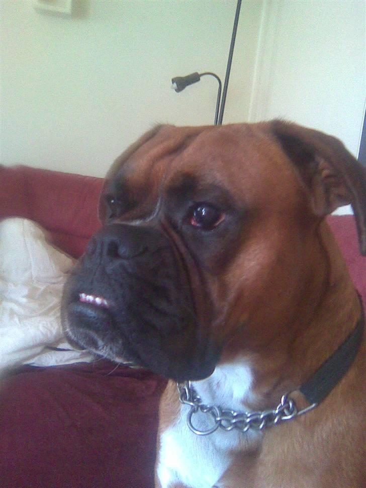 Boxer Nero billede 13