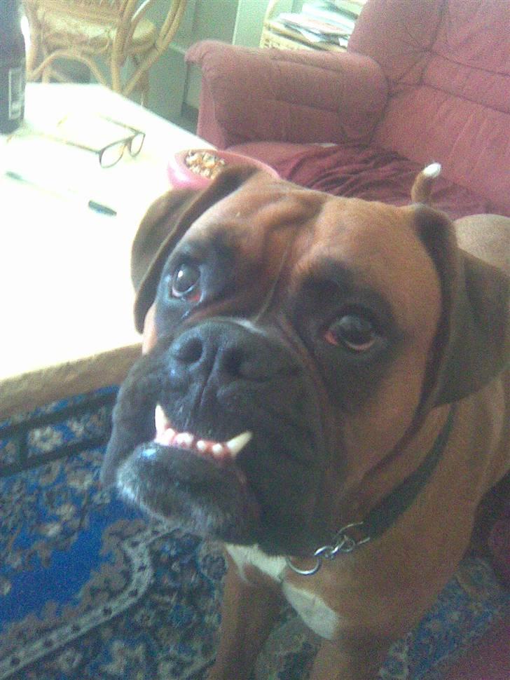 Boxer Nero billede 14