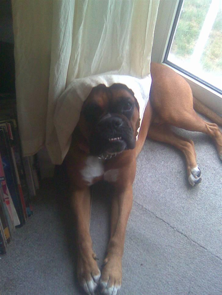 Boxer Nero billede 15