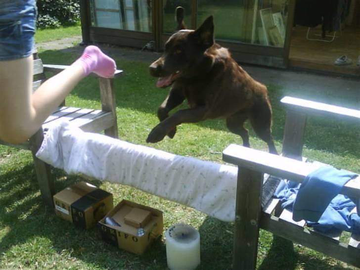 Labrador retriever Nelly - Hopsa ! billede 15