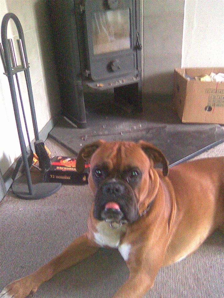 Boxer Nero billede 16