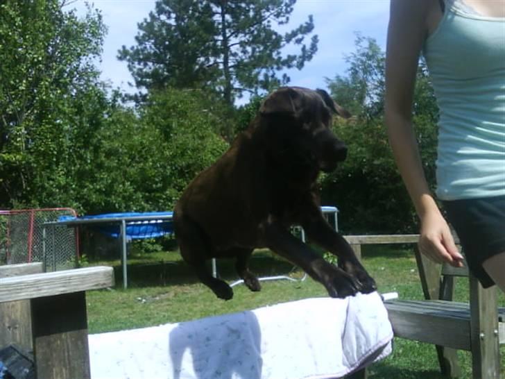 Labrador retriever Nelly - Sjovt spring :b billede 16