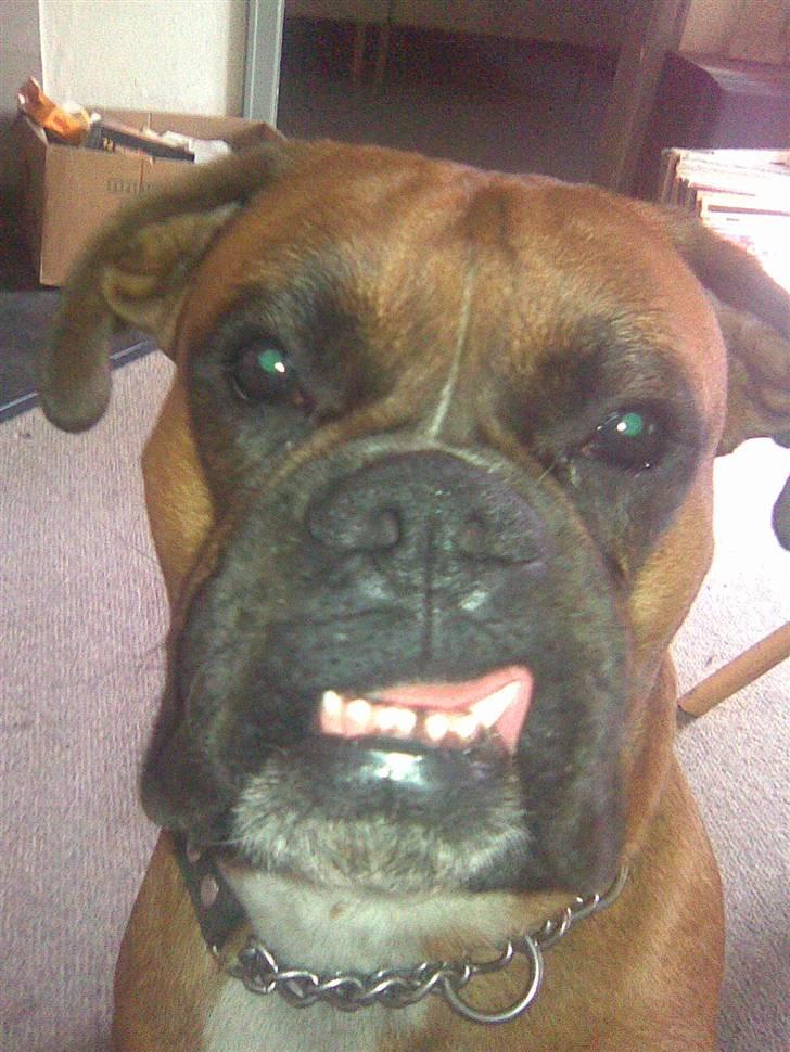 Boxer Nero billede 17