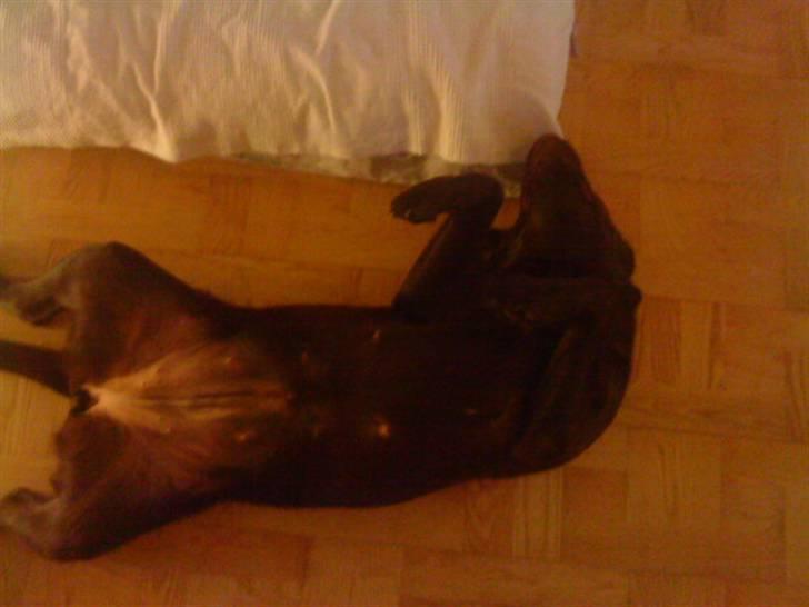 Labrador retriever Nelly - Dejlig måde at ligge på :D billede 17