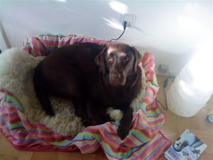 Labrador retriever Nelly - Se mig og min elskede kurv <3 billede 18