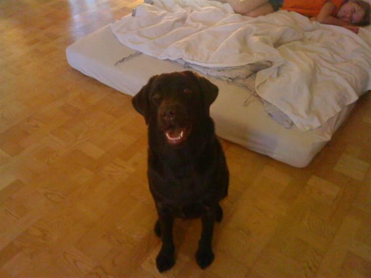 Labrador retriever Nelly - Se hvor fint jeg kan side? :D billede 19