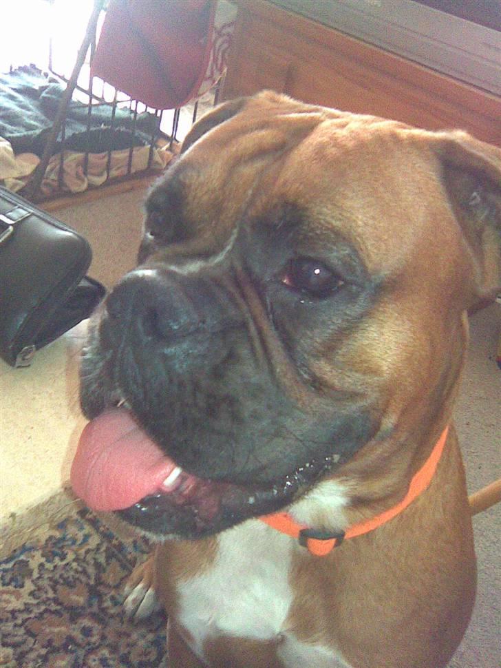 Boxer Nero billede 18