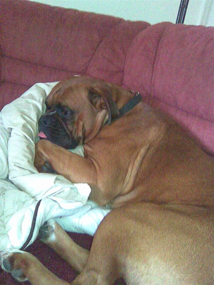 Boxer Nero billede 19