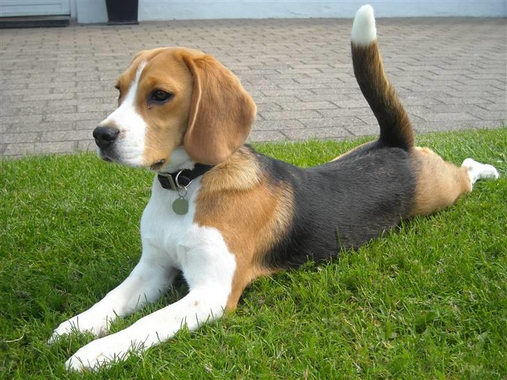 Beagle Freja billede 17