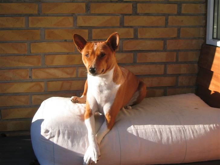 Basenji alessi - man er vel lidt fin på den billede 1