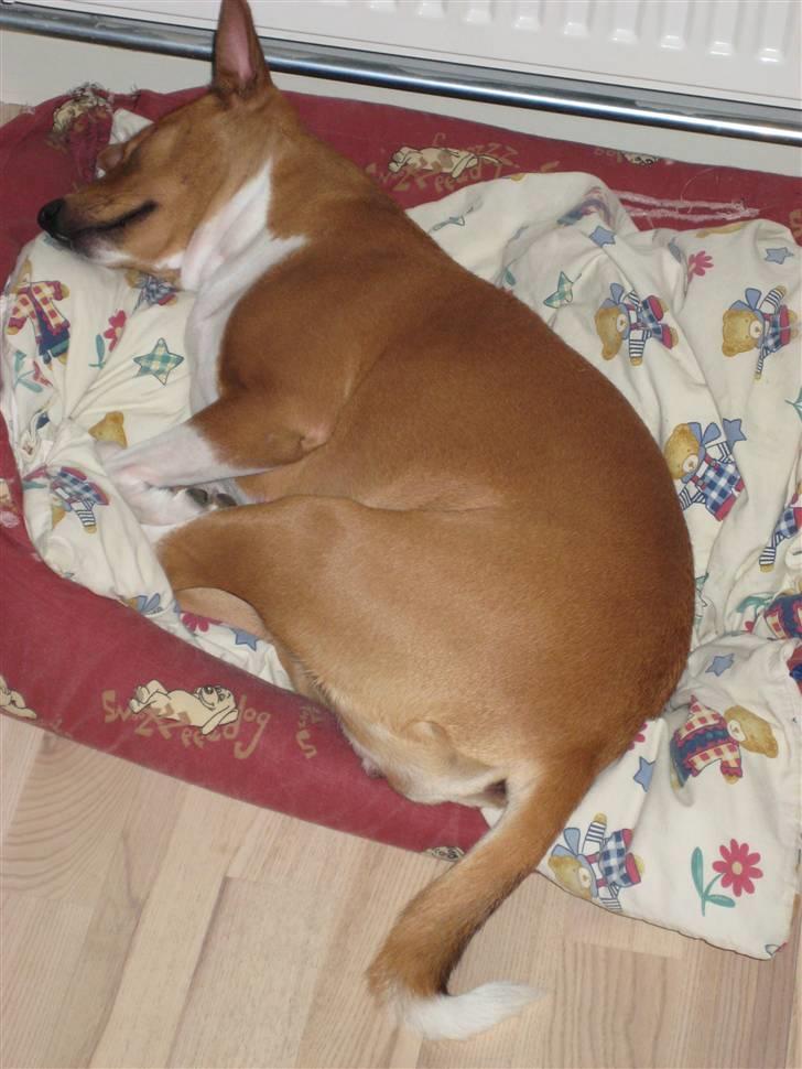 Basenji alessi - er helt død efter en lang gåtur billede 2