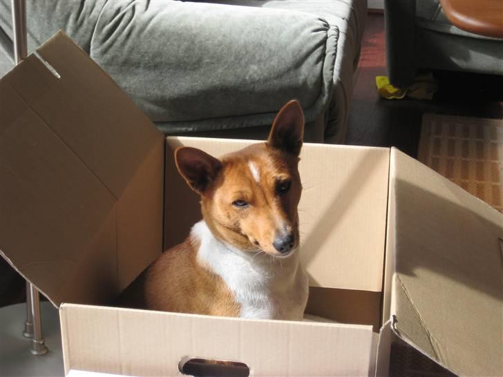Basenji alessi billede 3