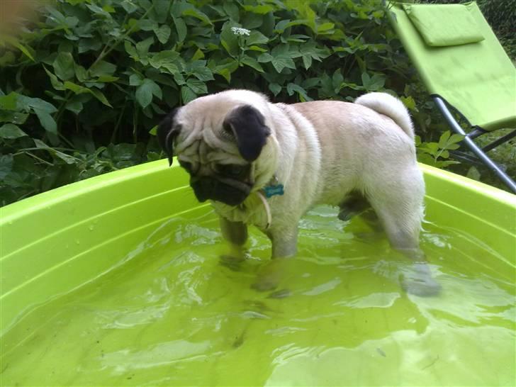 Mops Kenzo - Elsker at finde "musen" under vandet i min pool i haven.. (Små umodne æbler der falder ned fra træet) billede 4