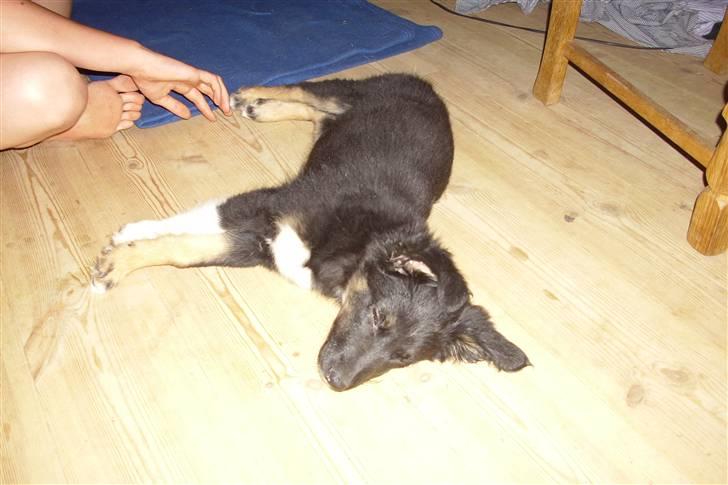 Border collie coco min elsked  - slapper lige lidt af billede 7