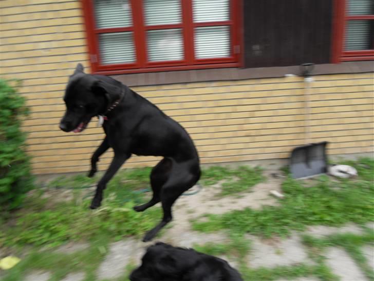 Blanding af racer Bella - bor hos eks. billede 8