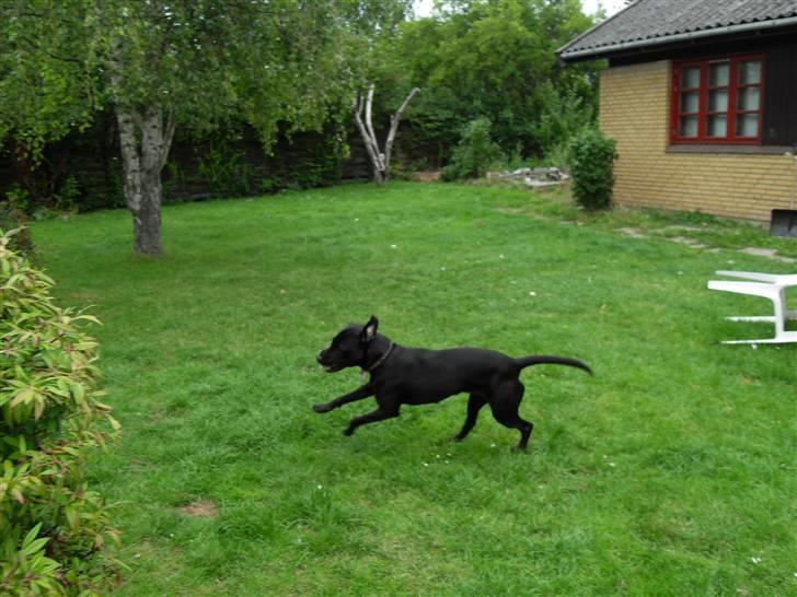 Blanding af racer Bella - bor hos eks. billede 9