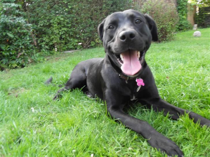 Blanding af racer Bella - bor hos eks. billede 10