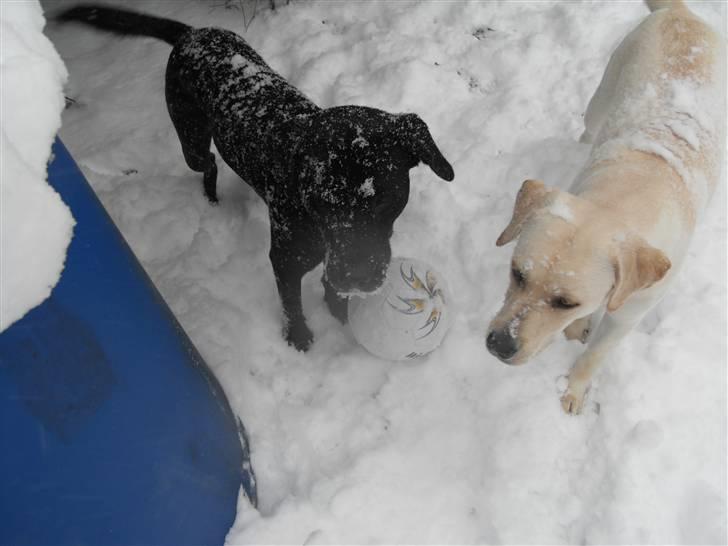 Blanding af racer Bella - bor hos eks. billede 11