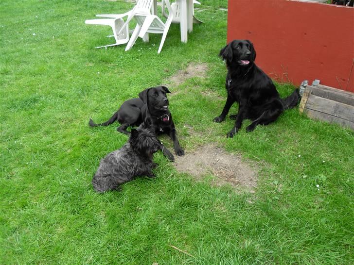 Blanding af racer Bella - bor hos eks. billede 12