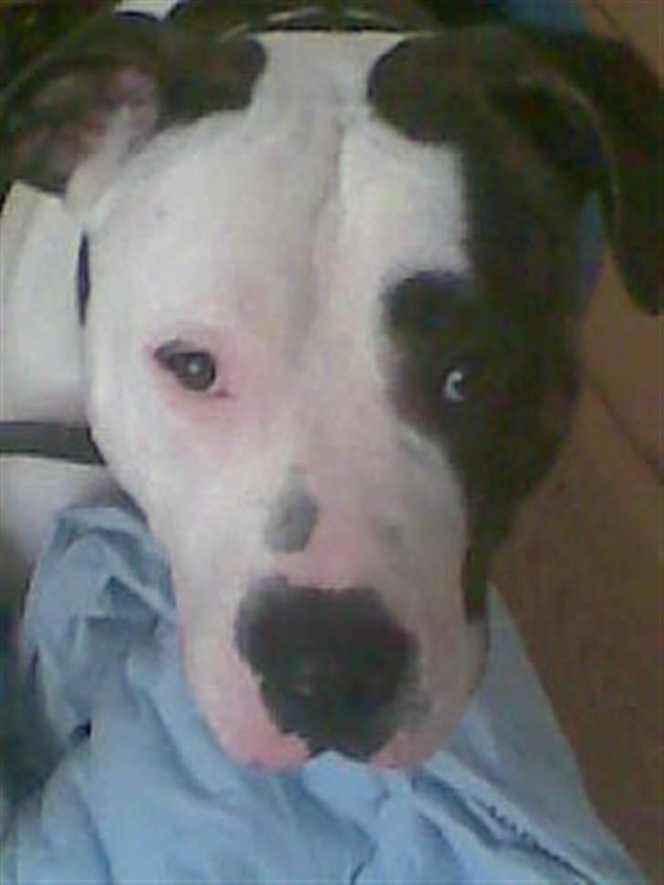 Blanding af racer Luka - Luka i sin nye hundekurv, dog lidt stor, men dejlig billede 13