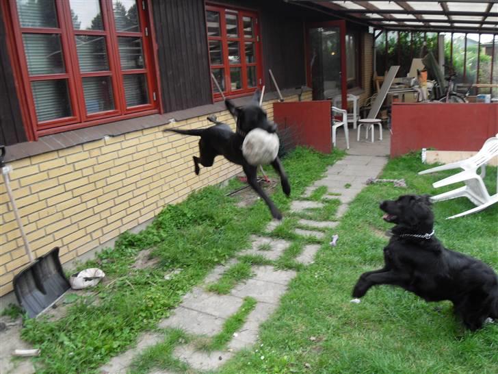 Blanding af racer Bella - bor hos eks. billede 13