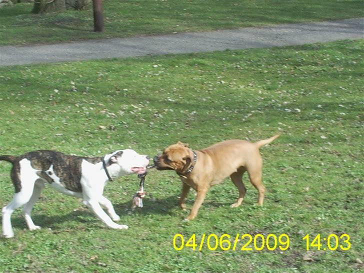 Blanding af racer Luka - Luka og hans "kæreste" Kaja, de er meget glade for hinanden <3 billede 14