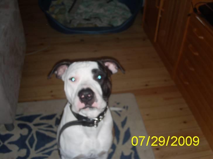 Blanding af racer Luka - igen vores dejlige Luka billede 15