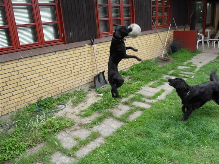 Blanding af racer Bella - bor hos eks. billede 14