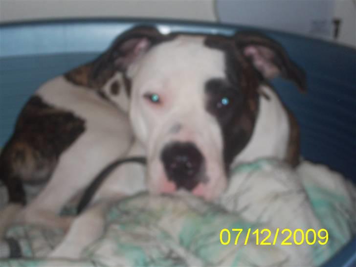 Blanding af racer Luka - Luka i hans nye kurv billede 16