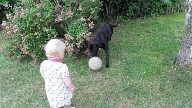 Blanding af racer Bella - bor hos eks. billede 15