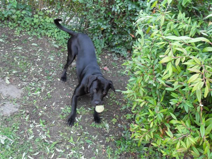 Blanding af racer Bella - bor hos eks. billede 16