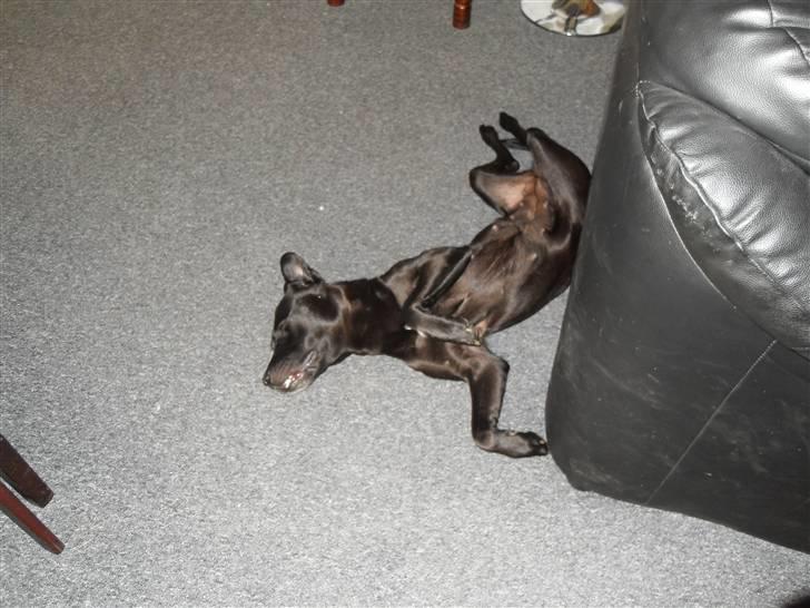 Blanding af racer Bella - bor hos eks. billede 17