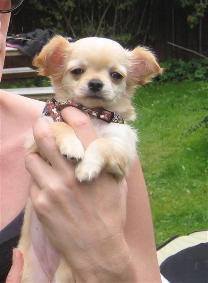 Chihuahua Rosa billede 14