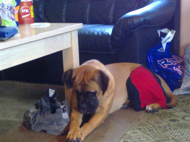 Blanding af racer Freya billede 11