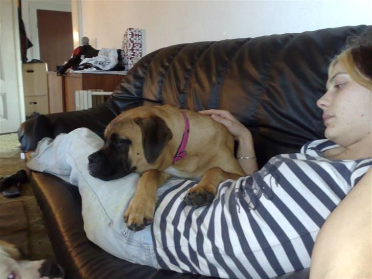 Blanding af racer Freya billede 12