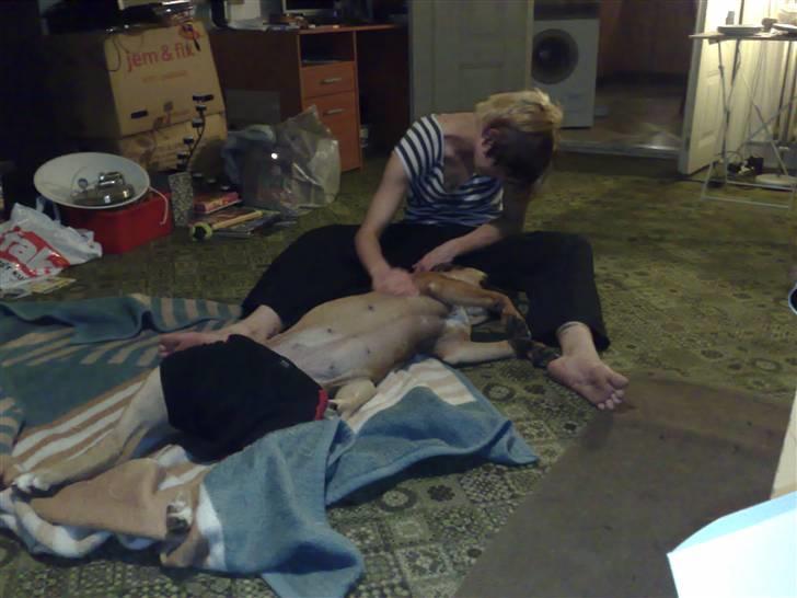 Blanding af racer Freya billede 13