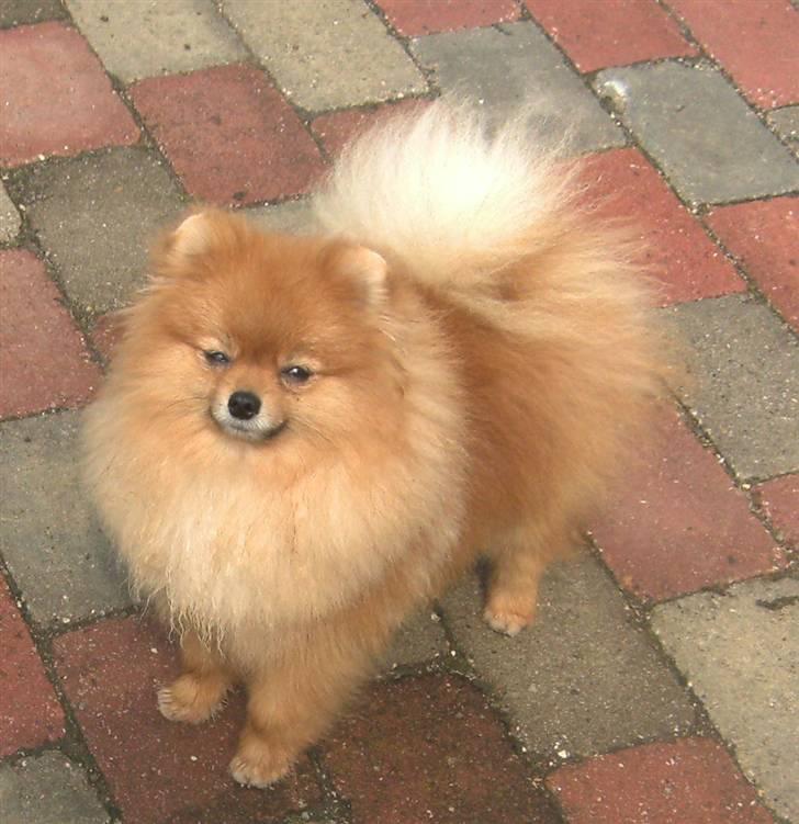 Pomeranian Riku billede 1