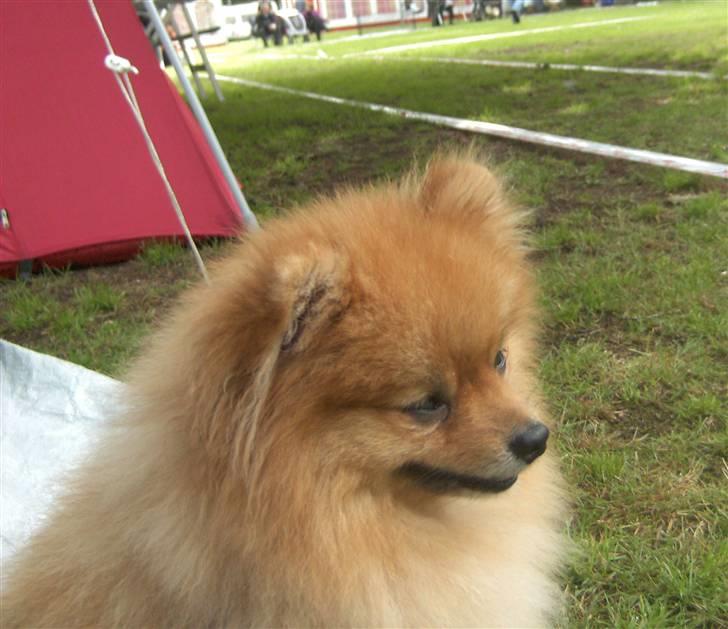 Pomeranian Riku billede 2