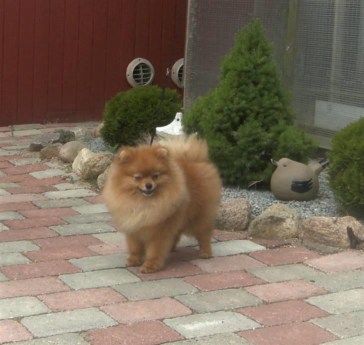 Pomeranian Riku billede 3