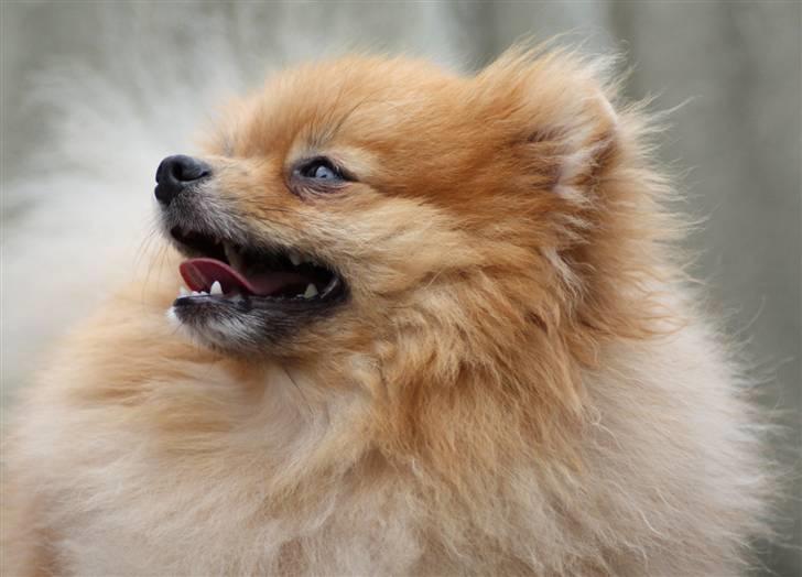 Pomeranian Riku billede 4