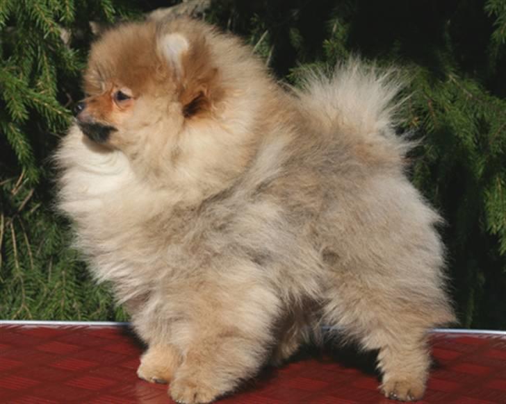 Pomeranian Riku billede 5