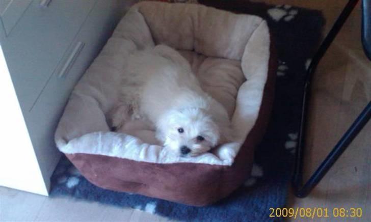 Malteser Gucci billede 1